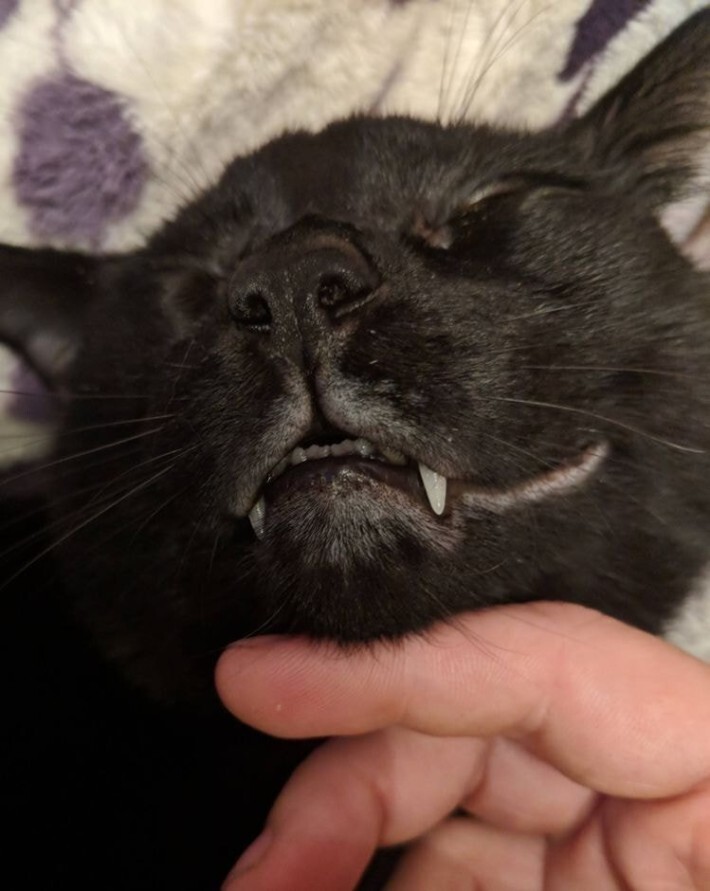 야옹이들 턱 긁어줄 때 표정 | 인스티즈