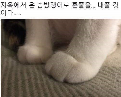 나는 냥 저승에서 온 냥이다! | 인스티즈