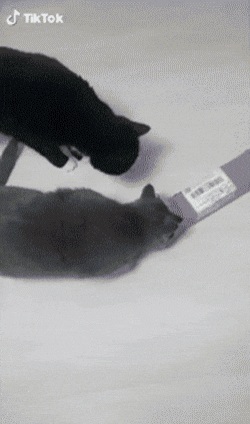 상자에 들어가고 싶은 냥.gif | 인스티즈