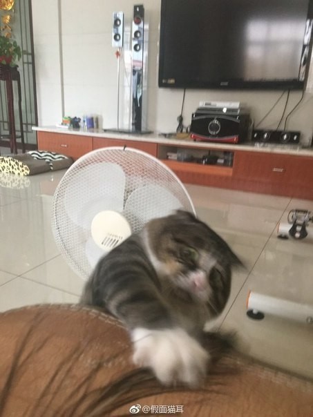 쇼파에 미끄러진 고양이 | 인스티즈