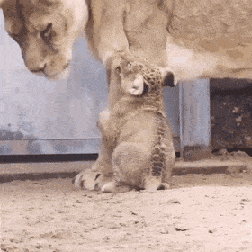 엄마사자에게 치대는 둔둔이.gif | 인스티즈