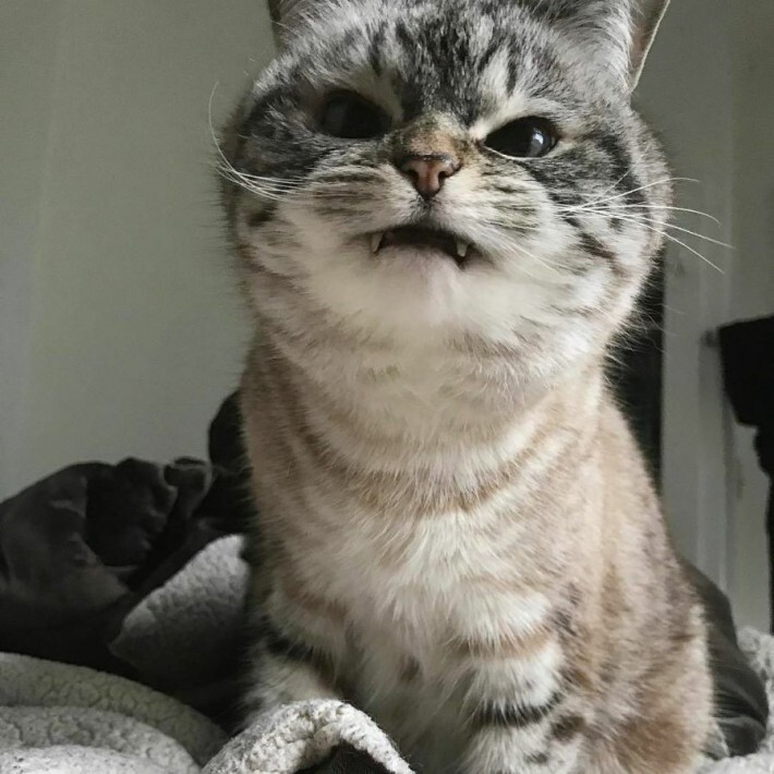 조랭이떡 고양이의 실체 | 인스티즈