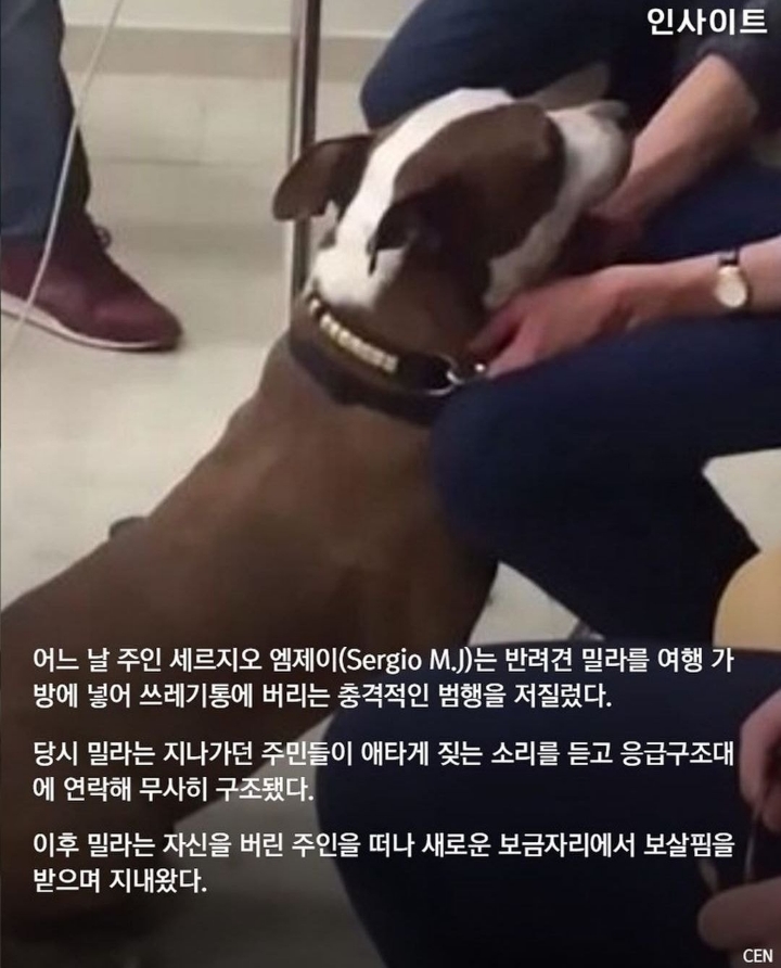 동물학대 혐의로 재판장 온 주인 보자마자 반가움에 꼬리 흔드는 강아지 | 인스티즈
