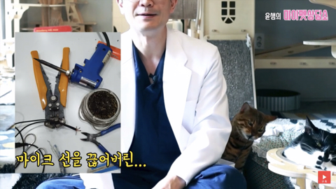 고양이 좋아 하는 사람만. (심쿵) | 인스티즈