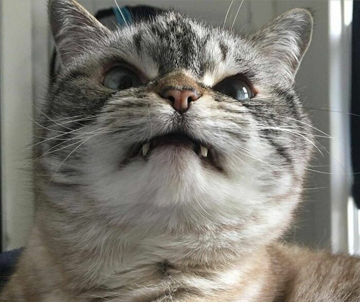 조랭이떡 고양이의 실체 | 인스티즈