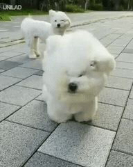 강풍에 털날리는중 | 인스티즈