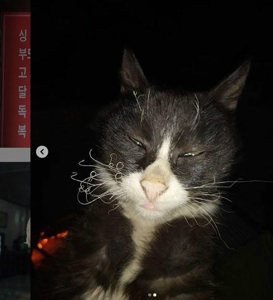 아궁이에 불쬐던 고양이 | 인스티즈