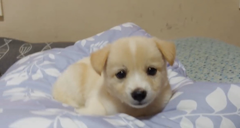 아기 강아지가 소를 만났을 때 (힐링주의) | 인스티즈