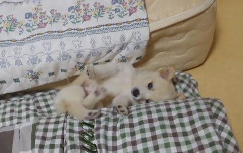 아기 강아지가 소를 만났을 때 (힐링주의) | 인스티즈