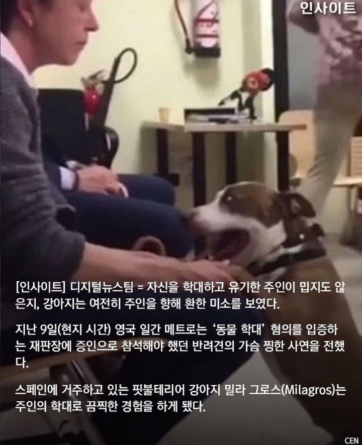 동물학대 혐의로 재판장 온 주인 보자마자 반가움에 꼬리 흔드는 강아지 | 인스티즈