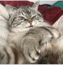 조랭이떡 고양이의 실체 | 인스티즈