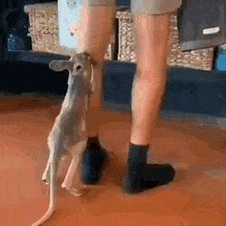 사육사 따라댕기는 아가캥거루.gif | 인스티즈
