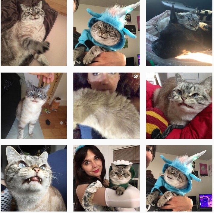 조랭이떡 고양이의 실체 | 인스티즈