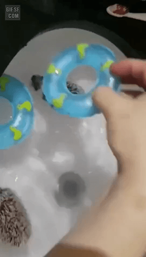 물놀이하는 고슴도치.gif | 인스티즈