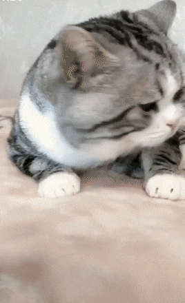 어미 품으로 파고드는 새끼고양이.gif | 인스티즈