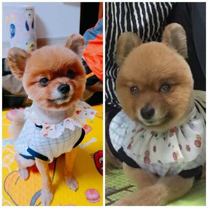 같은 개 다른 느낌 | 인스티즈