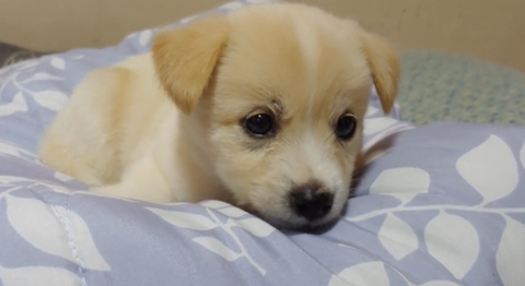 아기 강아지가 소를 만났을 때 (힐링주의) | 인스티즈