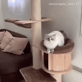 평범한 냥집사들이 보면 놀라자빠질 고양이 행동 | 인스티즈