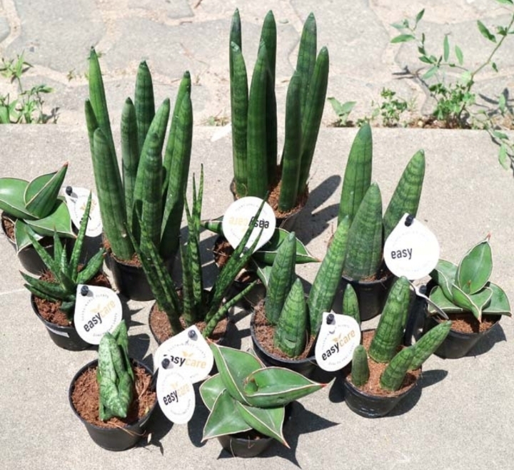 우리 집에는 식물이 1개 이상 있다 vs 없다 | 인스티즈