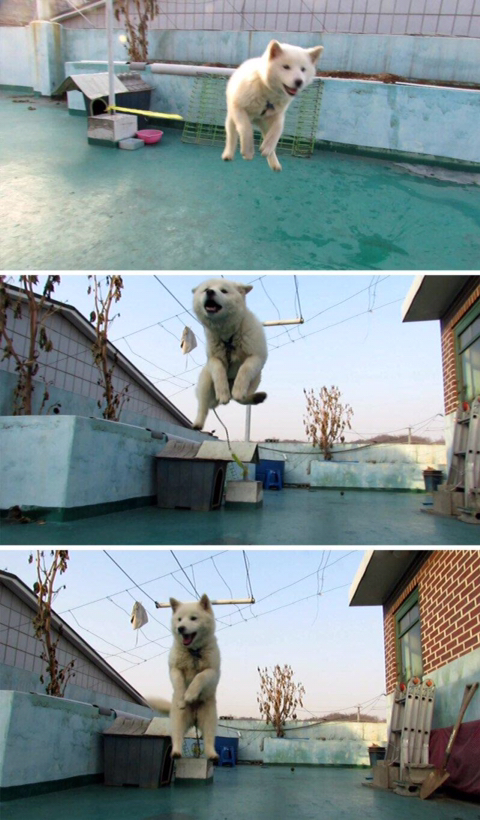 댕댕이 목줄을 채우는 이유 | 인스티즈