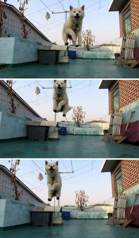 댕댕이 목줄을 채우는 이유 | 인스티즈