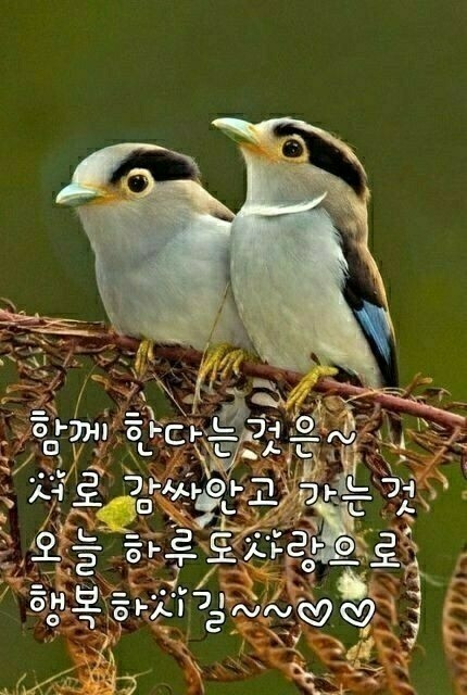 부활장의사 이미지