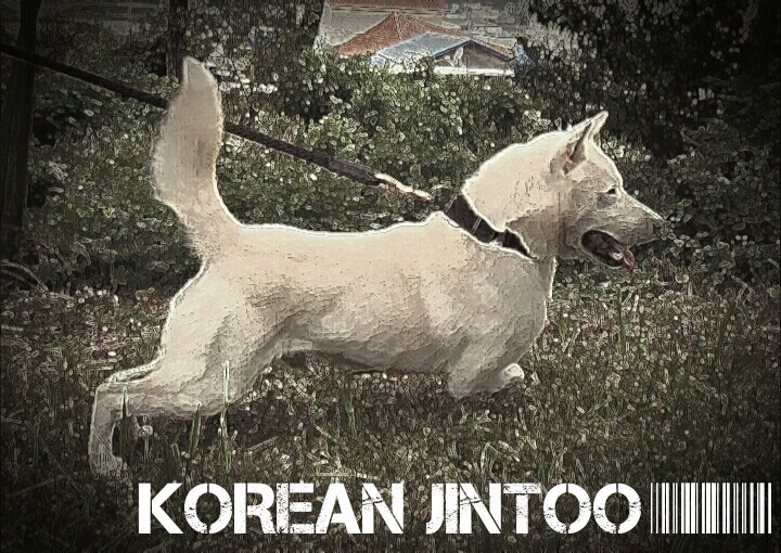 복 이미지