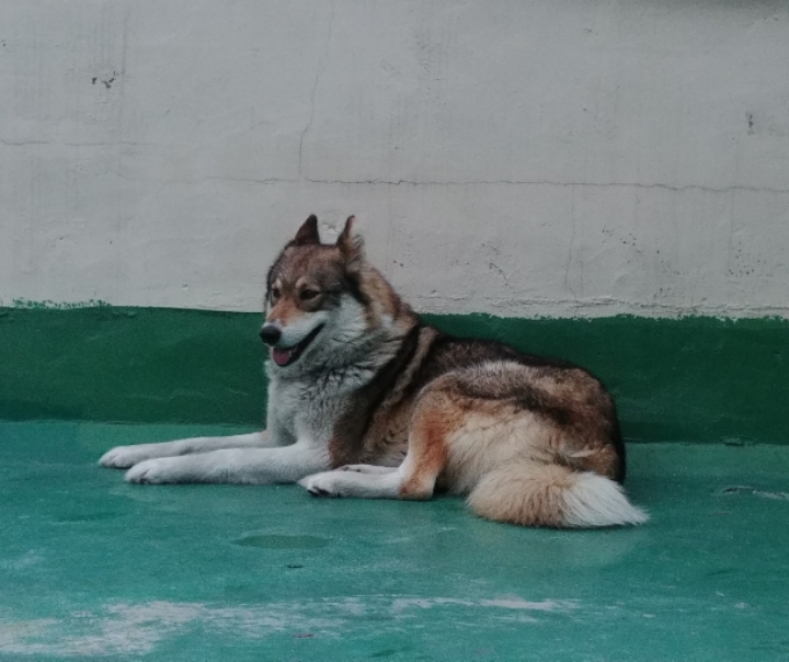 레레 이미지