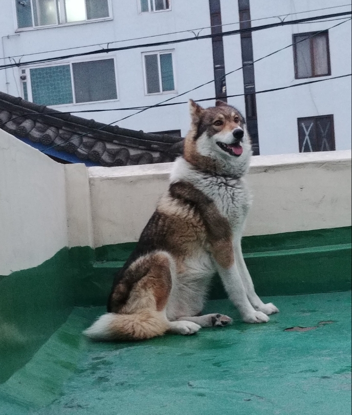 레레 이미지