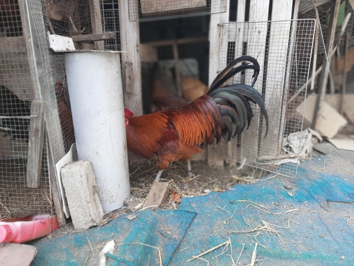 촌닭 이미지
