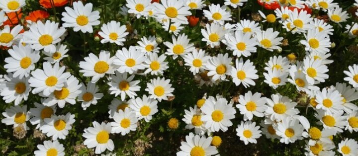 데이지(daisy) 이미지