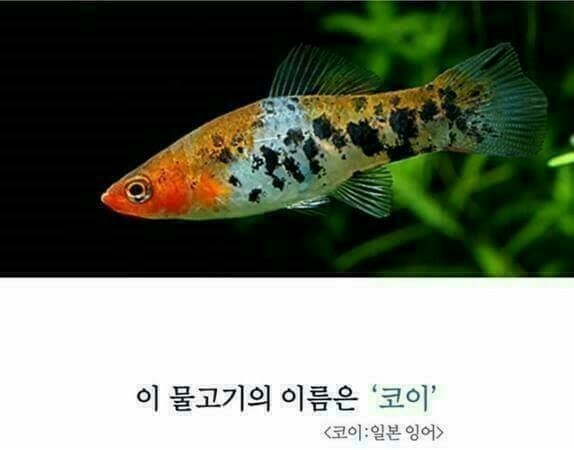 코이 이미지