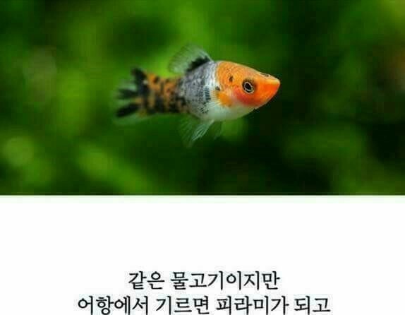 코이 이미지
