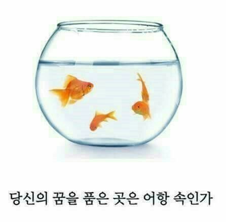 코이 이미지