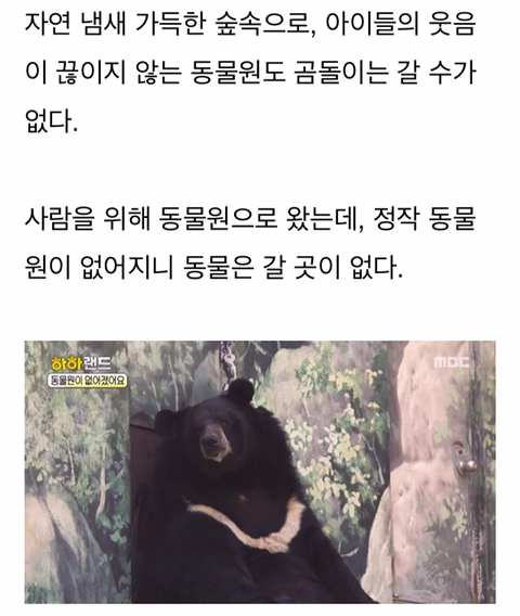경영난으로 문 닫은 텅 빈 포천동물원에서 홀로 빈 집 지키는 곰돌이 | 인스티즈