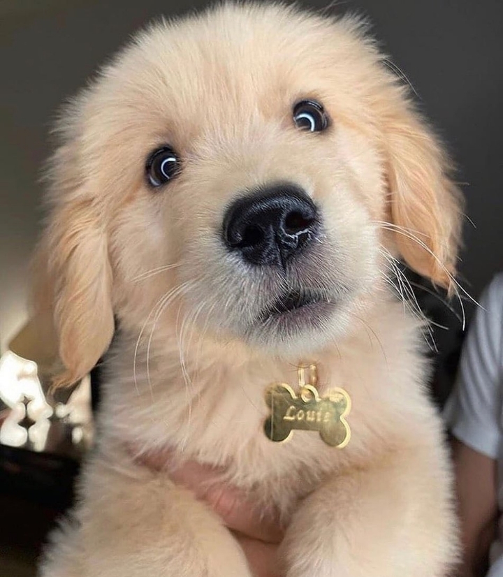 "골든 리트리버" 강아지(사진많음. 데이터주의) | 인스티즈