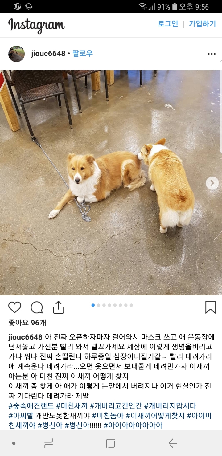 애견카페에 유기당한 개