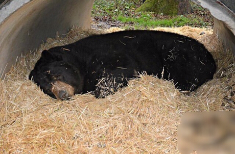 친구가 죽어서 슬픈 곰 | 인스티즈