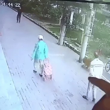 길가다가 머리에 고양이를 맞고 쓰러짐 | 인스티즈