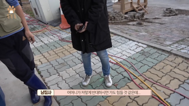 아무도 찾지 않는 믹스견 이야기 | 인스티즈