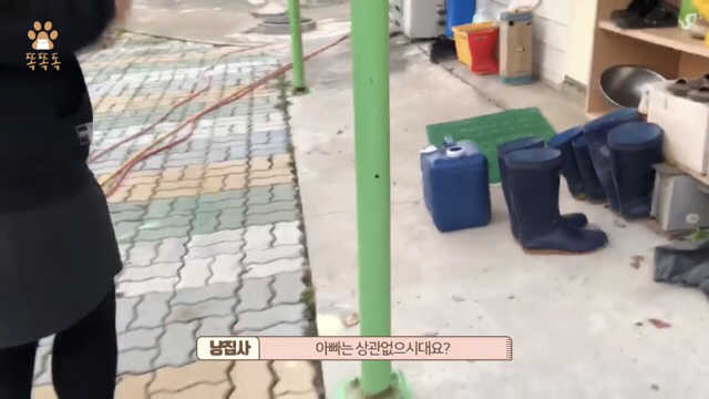 아무도 찾지 않는 믹스견 이야기 | 인스티즈