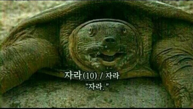 자라 이미지