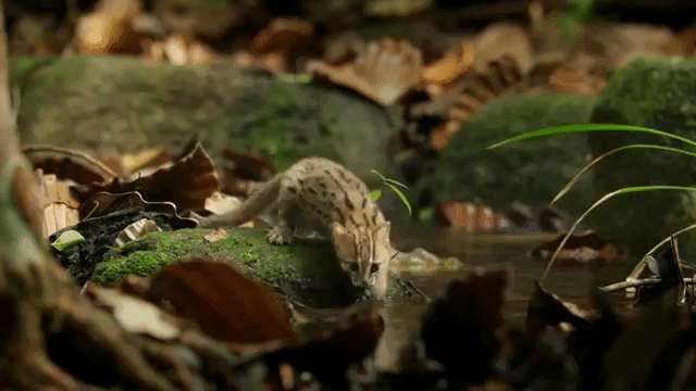 세상에서 가장 작은 고양이과 동물....gif | 인스티즈