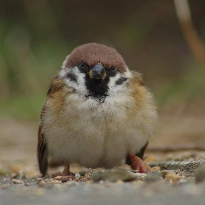 참새 정면 얼굴.jpg | 인스티즈