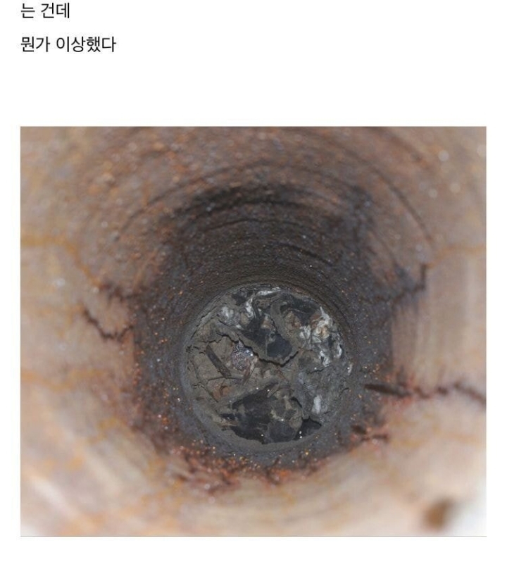 냉혹한 개미의 생존력....JPG | 인스티즈