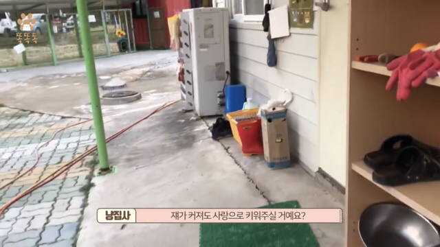 아무도 찾지 않는 믹스견 이야기 | 인스티즈