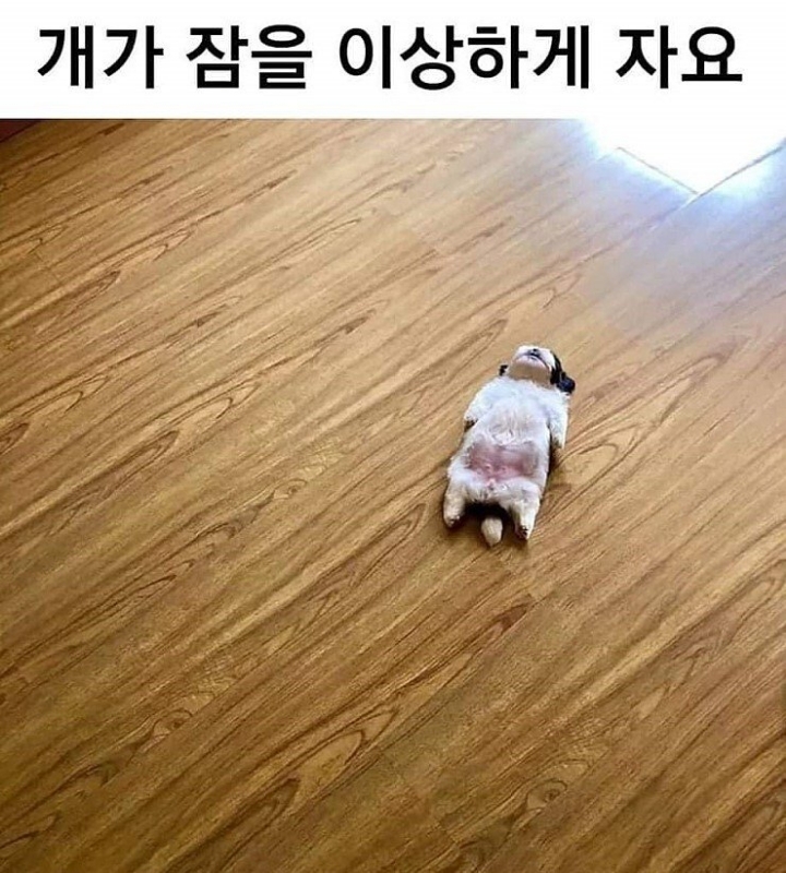 개가 잠을 이상하게 자요.jpg | 인스티즈