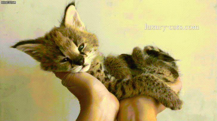 귀여운 아가 서벌.gif | 인스티즈