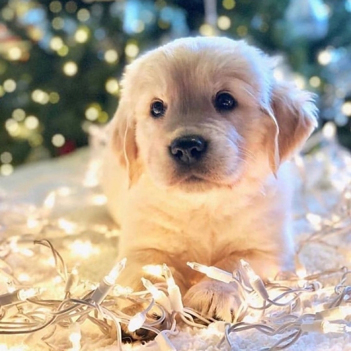 "골든 리트리버" 강아지(사진많음. 데이터주의) | 인스티즈