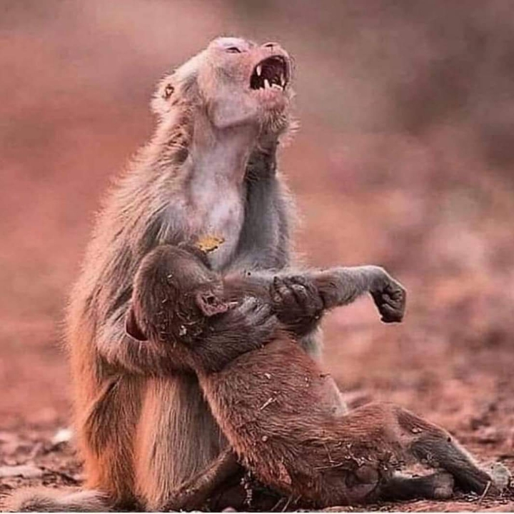 아마존을 위해 기도해주세요 (사진 주의) | 인스티즈